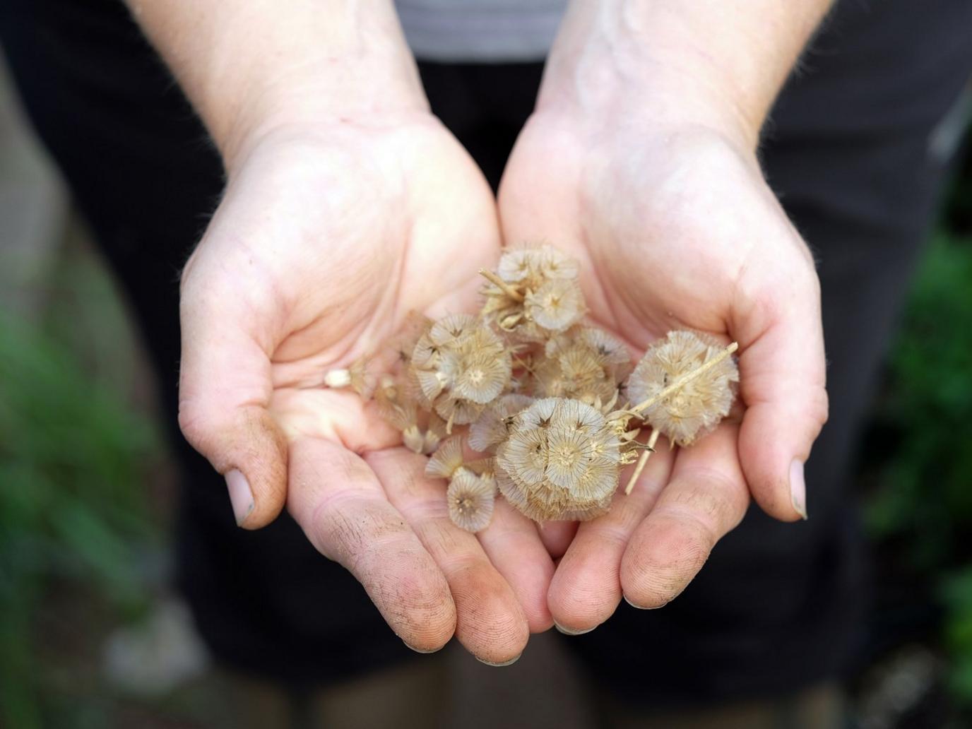 Scabiosa stellate ‘Ping Pong’ seeds, Ducks and Daffodils, North Yorkshire