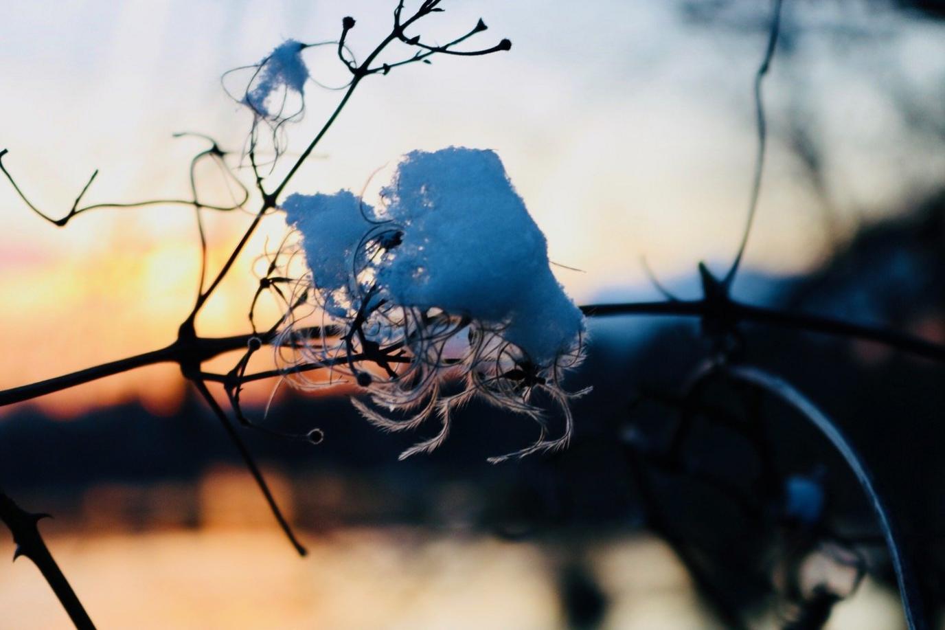 Snow on a branch at Radley Lake