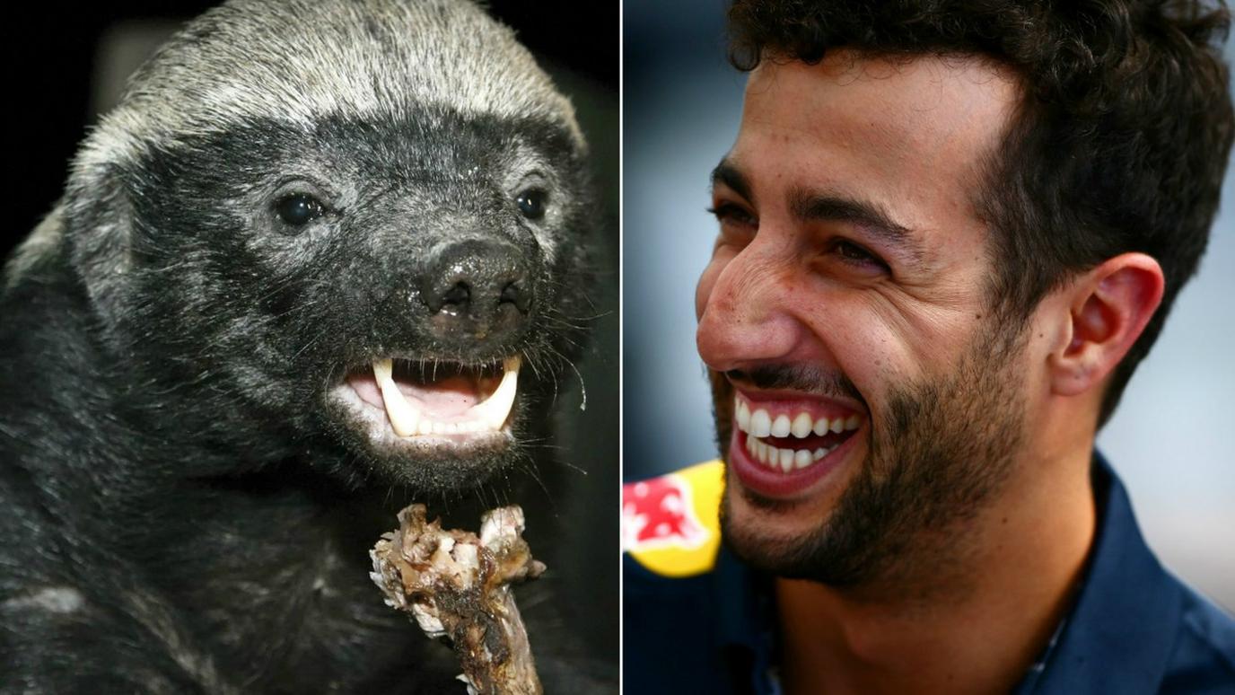 Honey Badger and Daniel Ricciardo