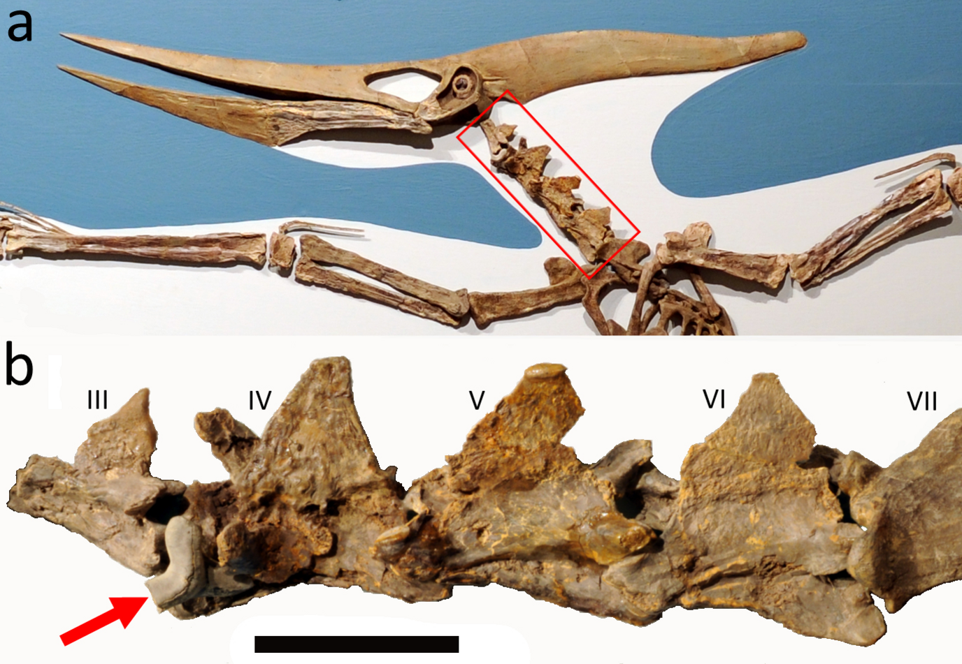 A photo of the Pteranodon skeleton showing the shark's tooth in the spine