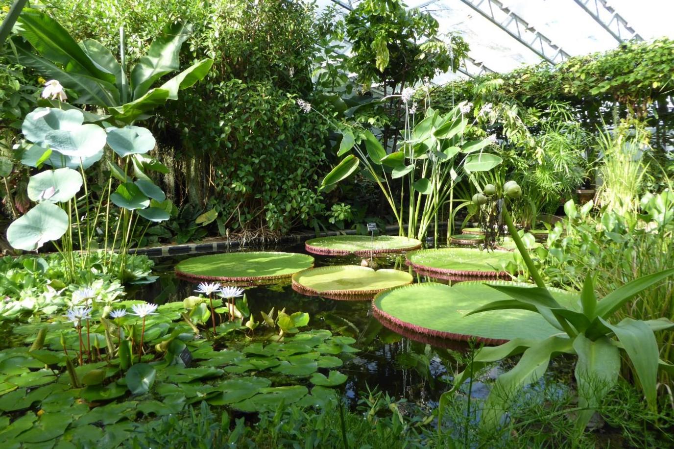 The lily house at Oxford's botanic garden