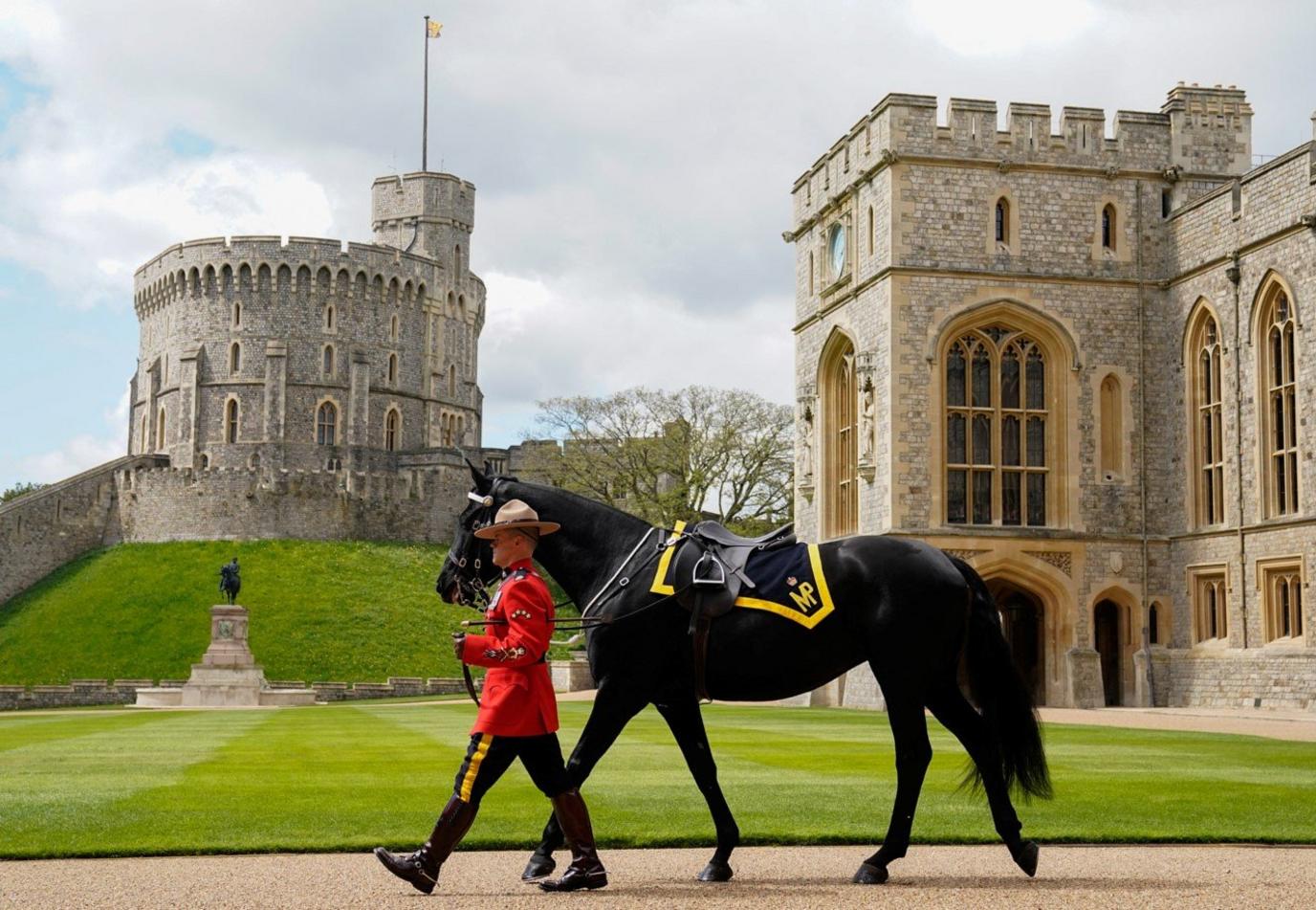 A member of the Royal Canadian Mounted Police (RCMP) leads 'Noble', a horse given to King Charles III by the RCMP earlier this year ahead of a ceremony in the quadrangle at Windsor Castle