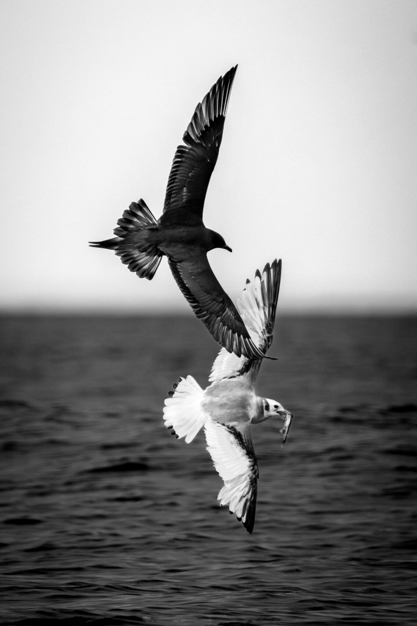 An Arctic Skua mimics the flight of a Black-legged Kittiwake to steal its fish