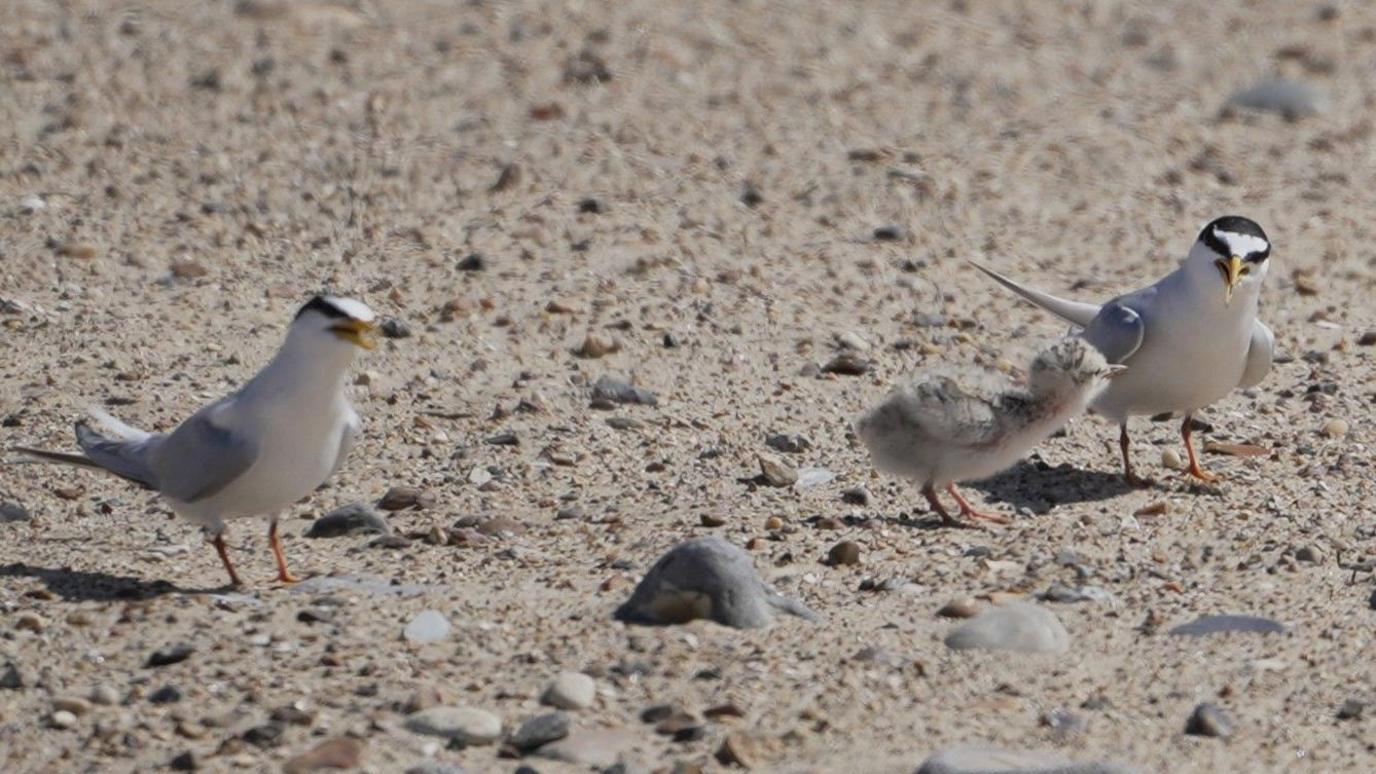 Two Little Tern adult birds with white bodies, grey wings and black heads, stand on the sand either side of a brown speckled fluffy chick