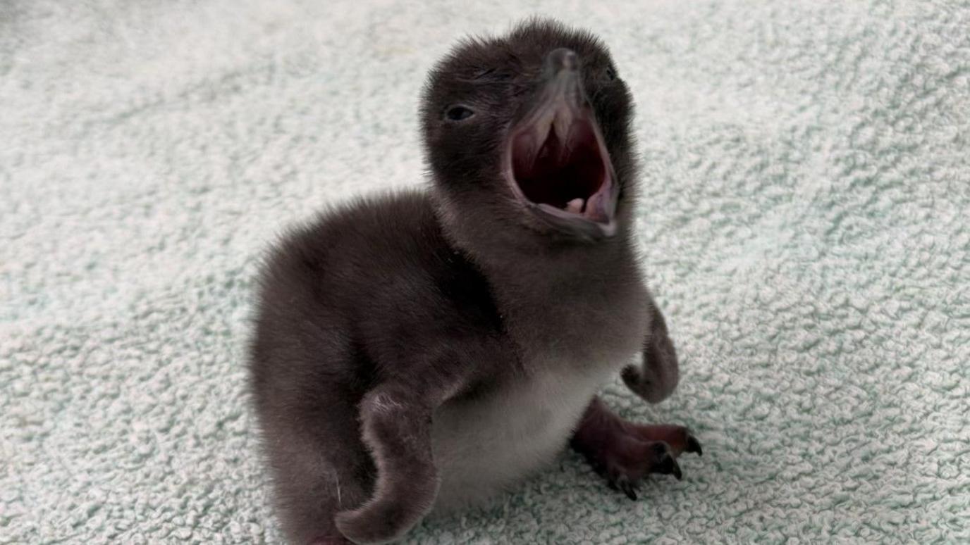 A small fluffy penguin chick with dark brown down and its beak wide open.