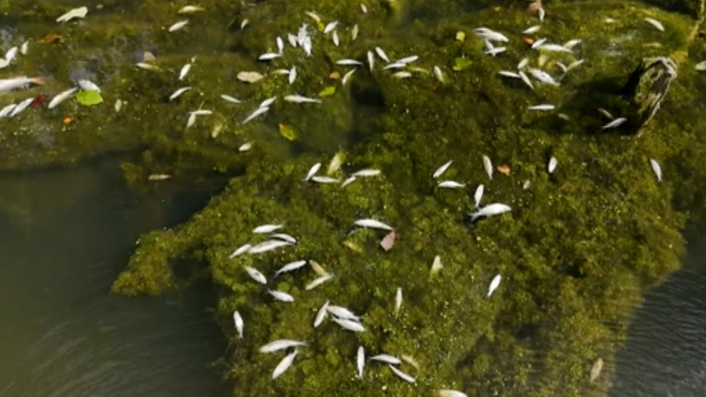 Dead fish on the surface of the water