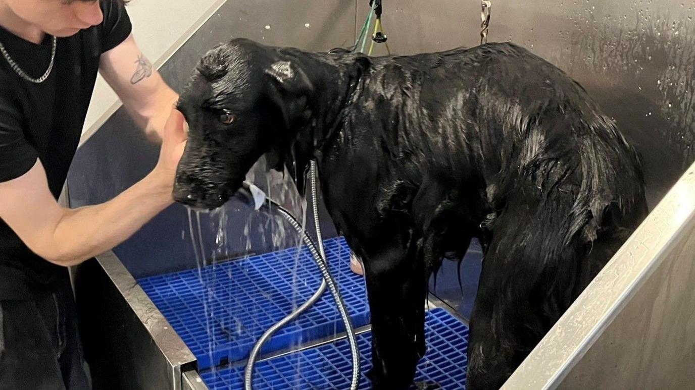 Apollo the dog being washed with a shower by a dog groomer. He is standing in a dog bath.