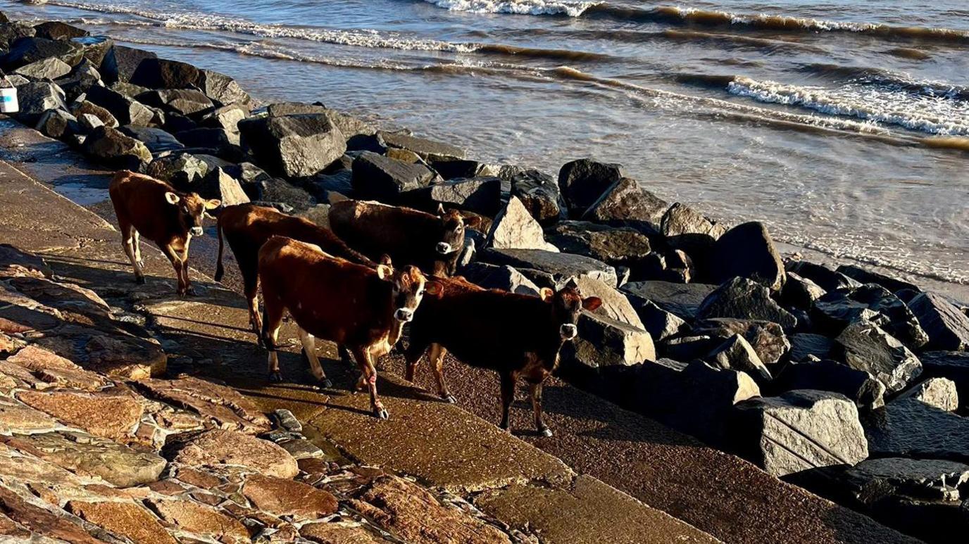 Five Jersey cows walk along the seafront together with rocks separating them from the sea.