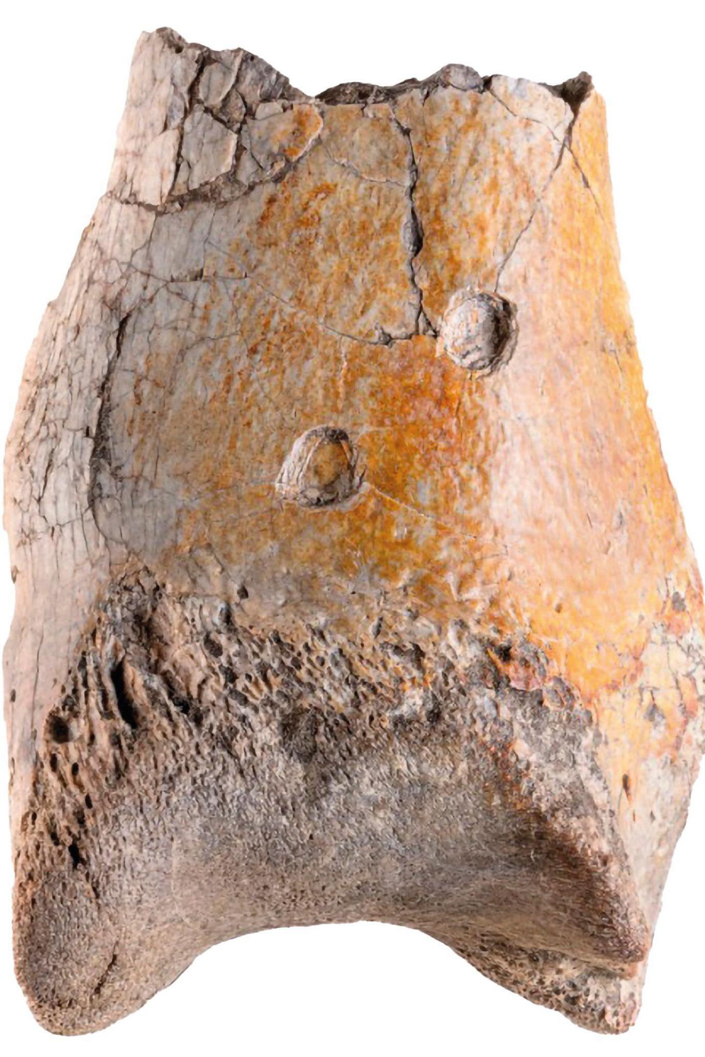 The image shows a chunk of fossilised bone from a terror bird's leg. There are two holes visible in the bone - puncture marks left by the teeth of a predatory reptile. 