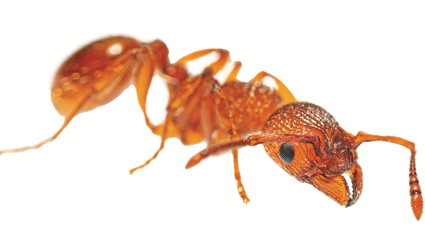 A macro-shot of a red coloured ant