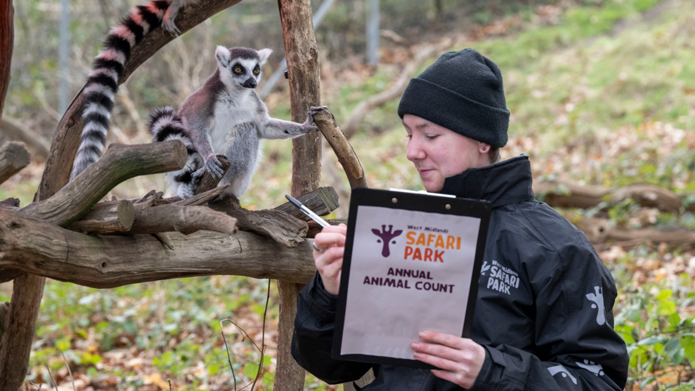 A ring-tailed lemur stands on a branch looking down at the keeper who is holding a biro and making notes.