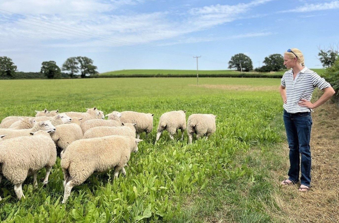 Tilly Abbott staring at a herd of sheep