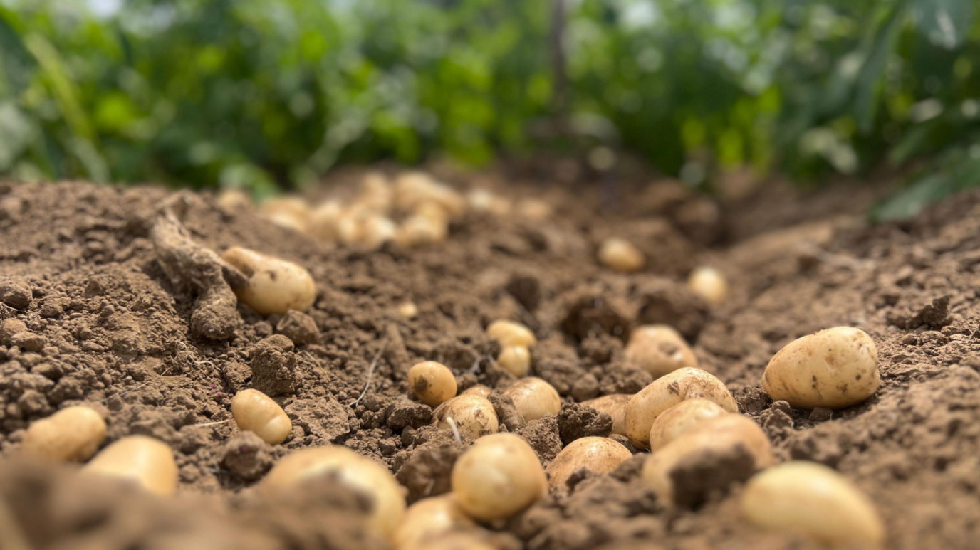 Potatoes in mud in a field