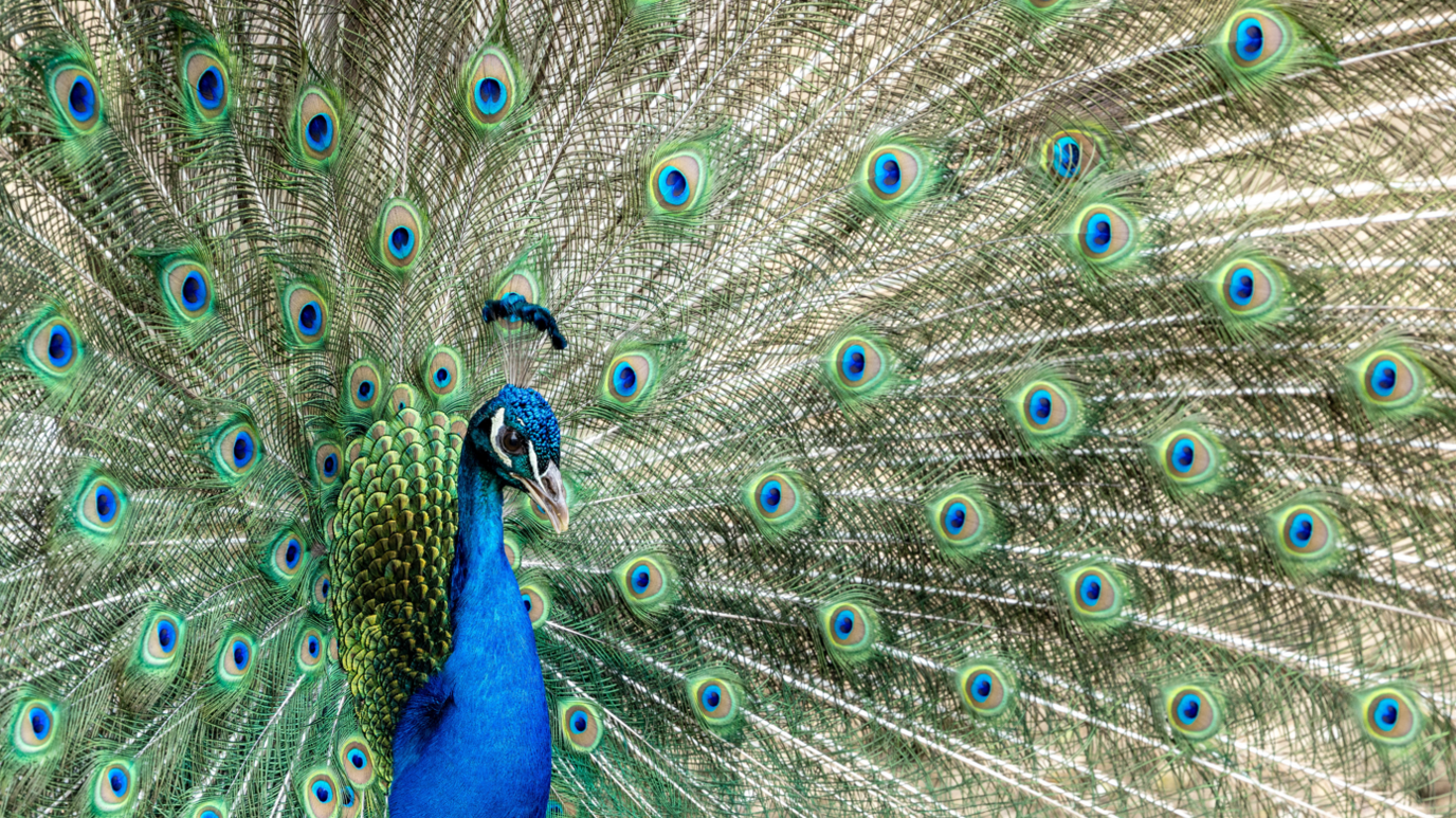 Generic image of a peacock