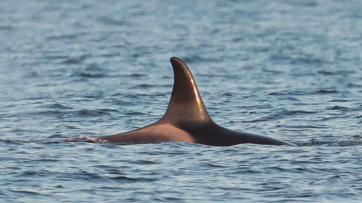 A close-up of the dorsal fin on one of the orcas. It looks dark grey in the light and is smooth, shiny and sunlight is reflecting off it. The surface of the water is slightly rippled.