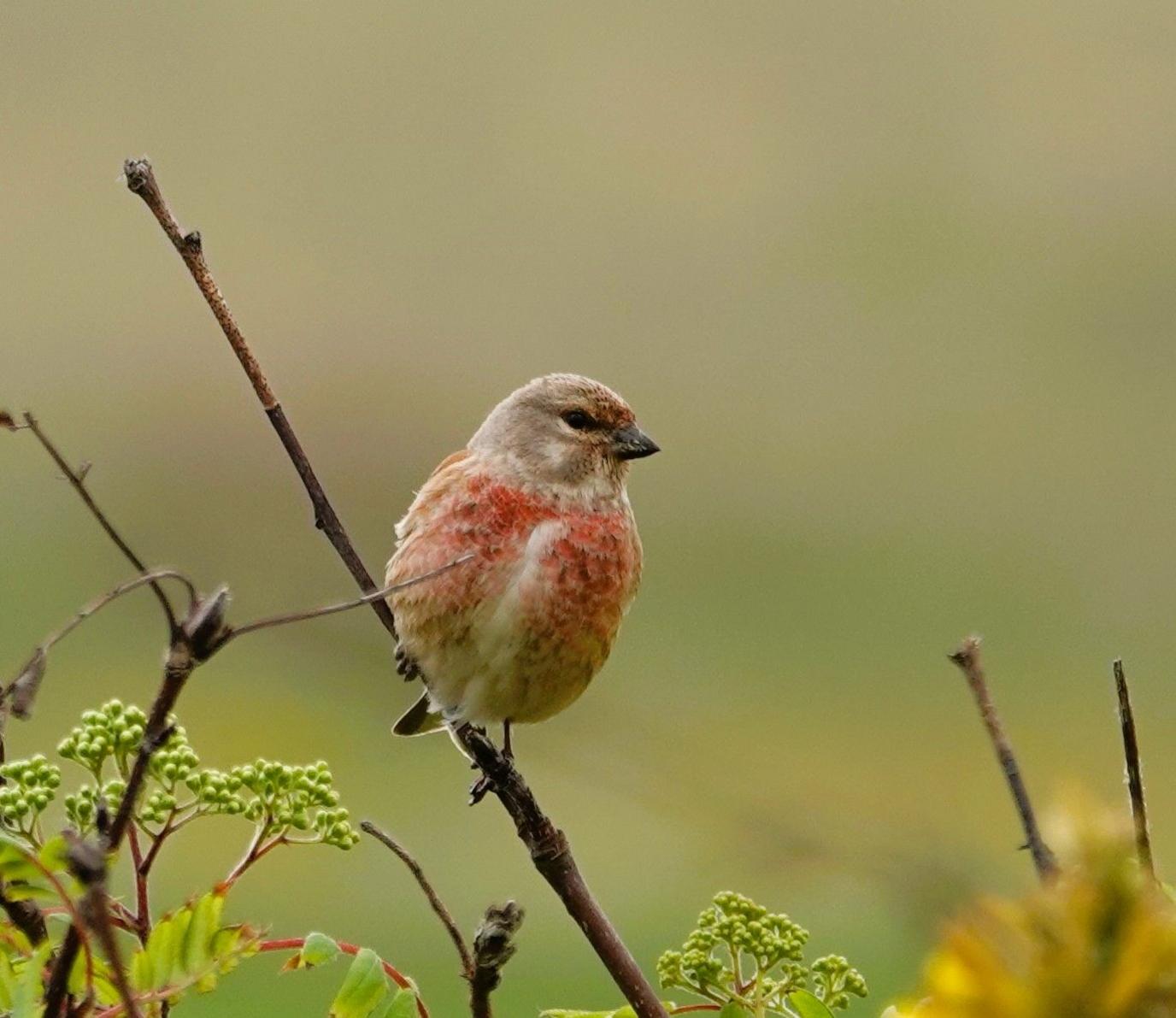 A red and brown bird sits on a branch