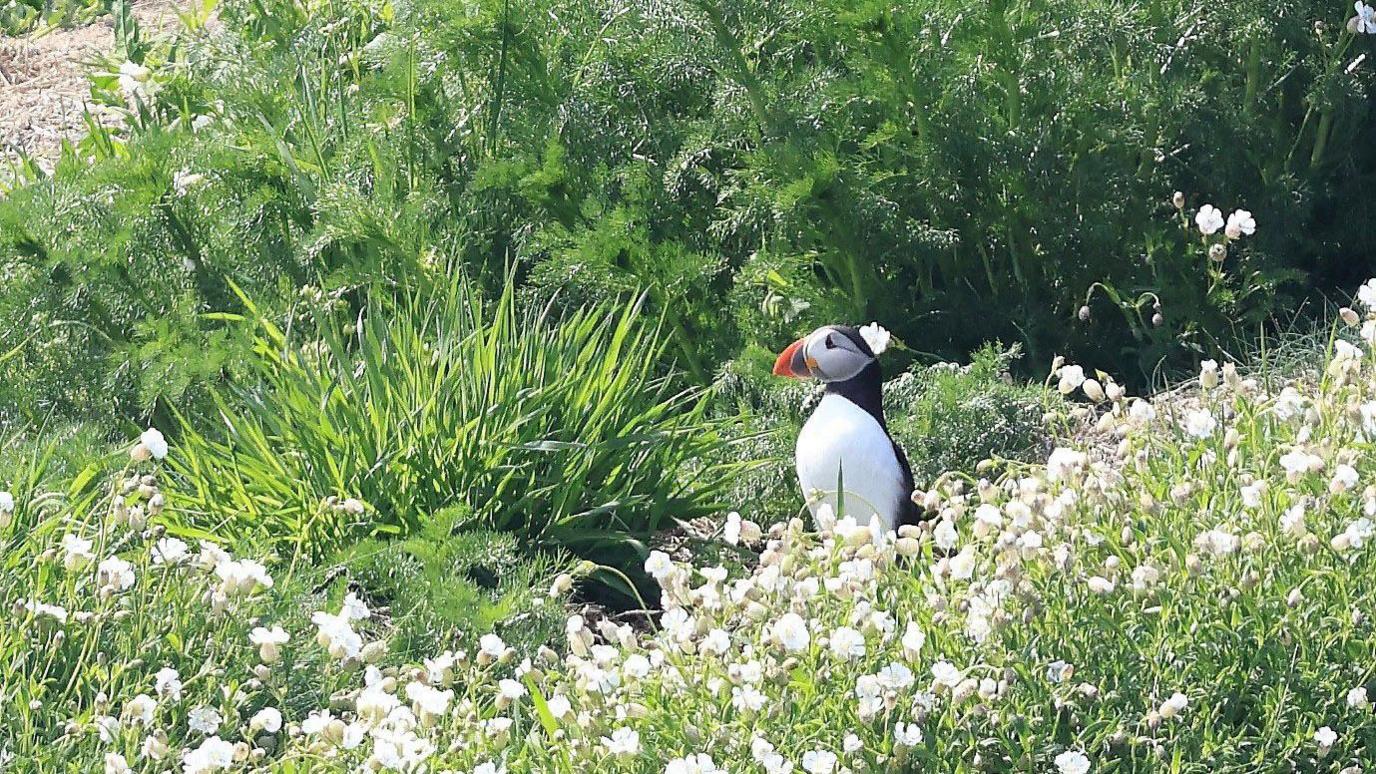 A puffin standing on the Isle of Muck off Islandmagee, amid greenery with small white flowers in the foreground 