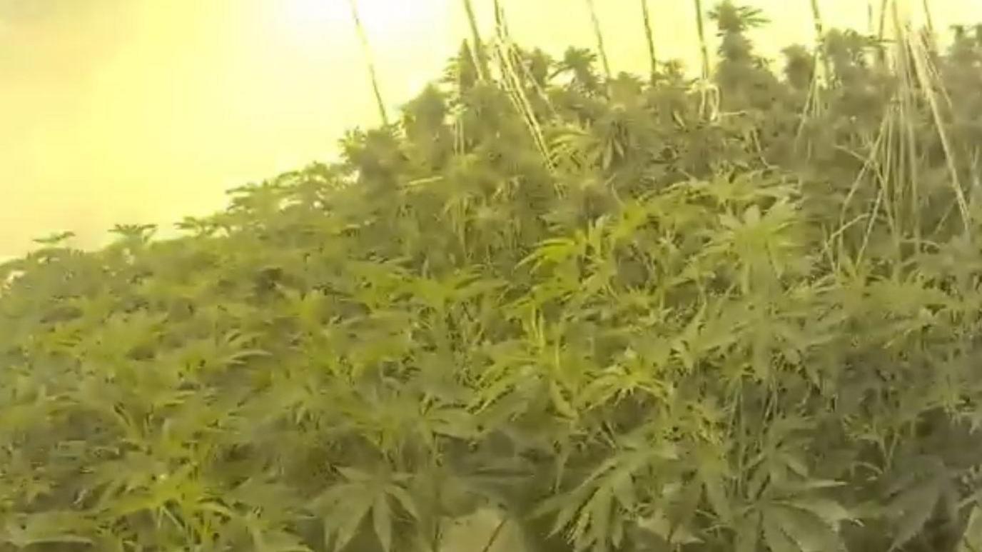 Dozens of large green cannabis plants crowded in a room. They have spiky leaves and there is a yellow light shining down on them.