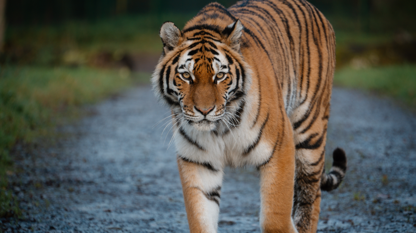 A close-up of a tiger looking straight into camera, prowling on a track in the safari park