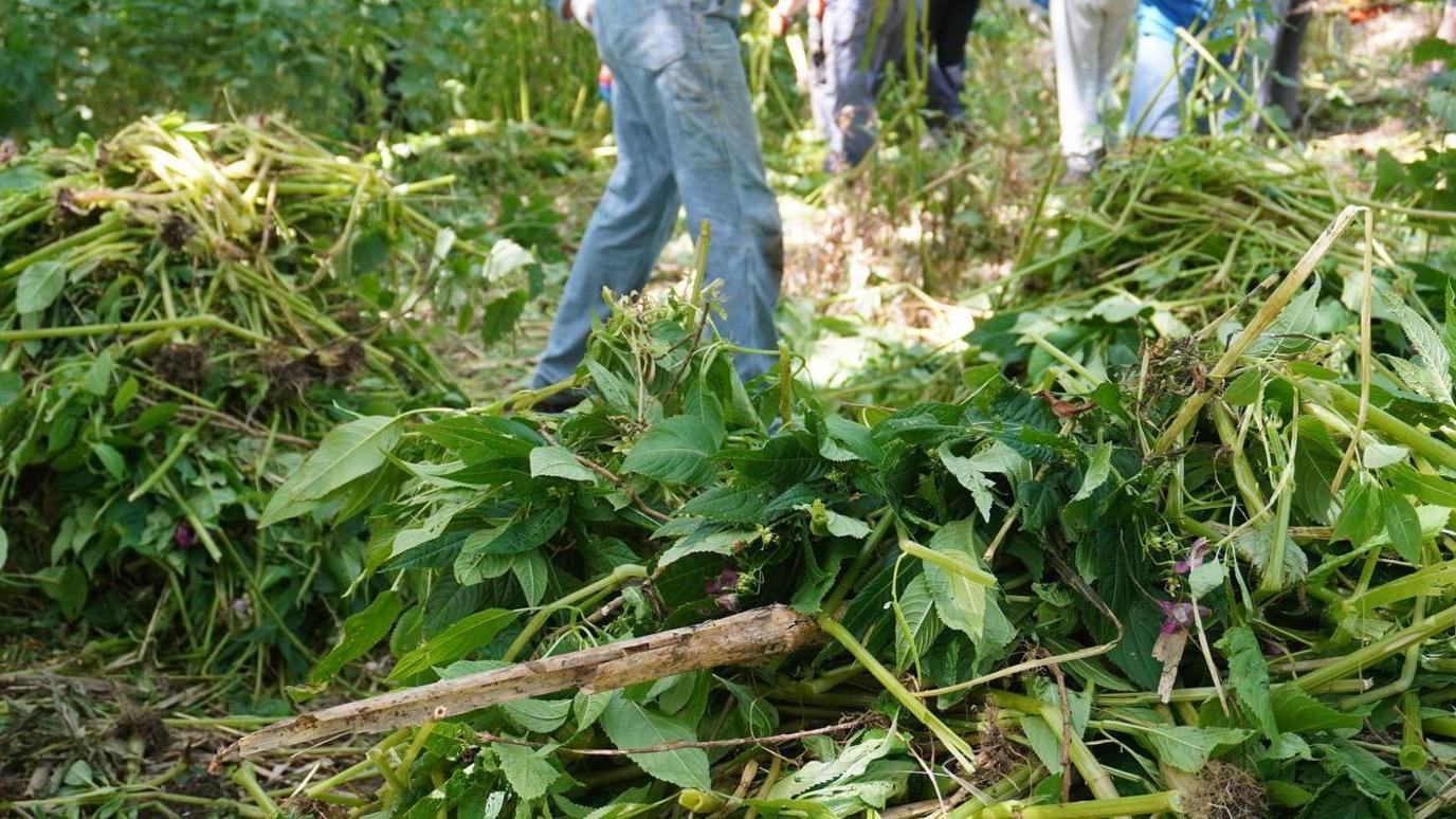 A pile of Himalayan balsam with legs of volunteers in the background of the image