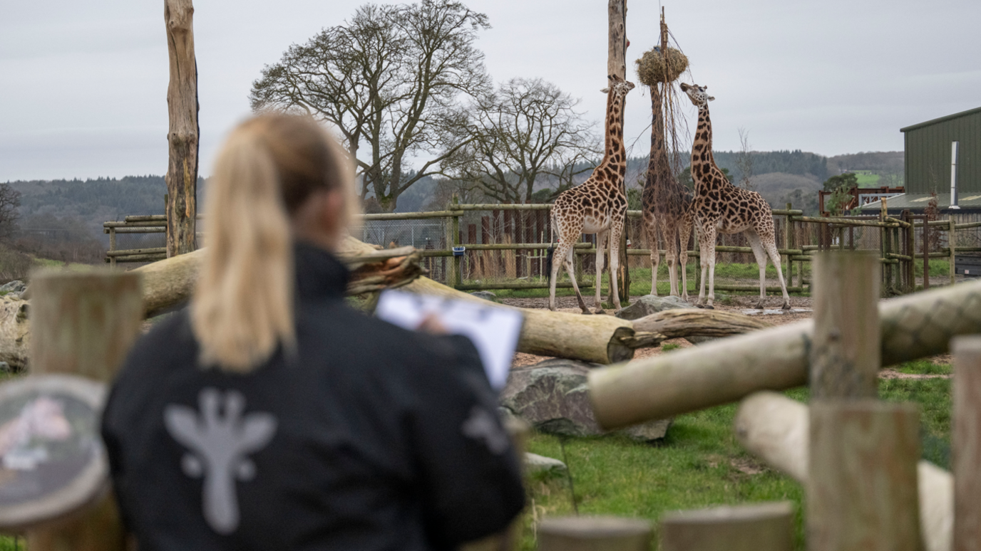 A keeper stands in front of the giraffe area where three animals are gathered around their food.