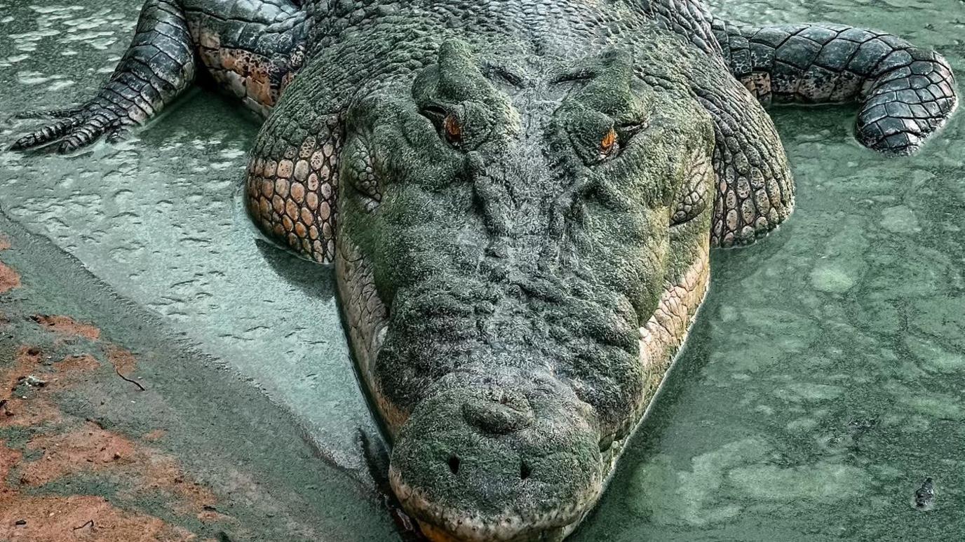 A captive saltwater crocodile