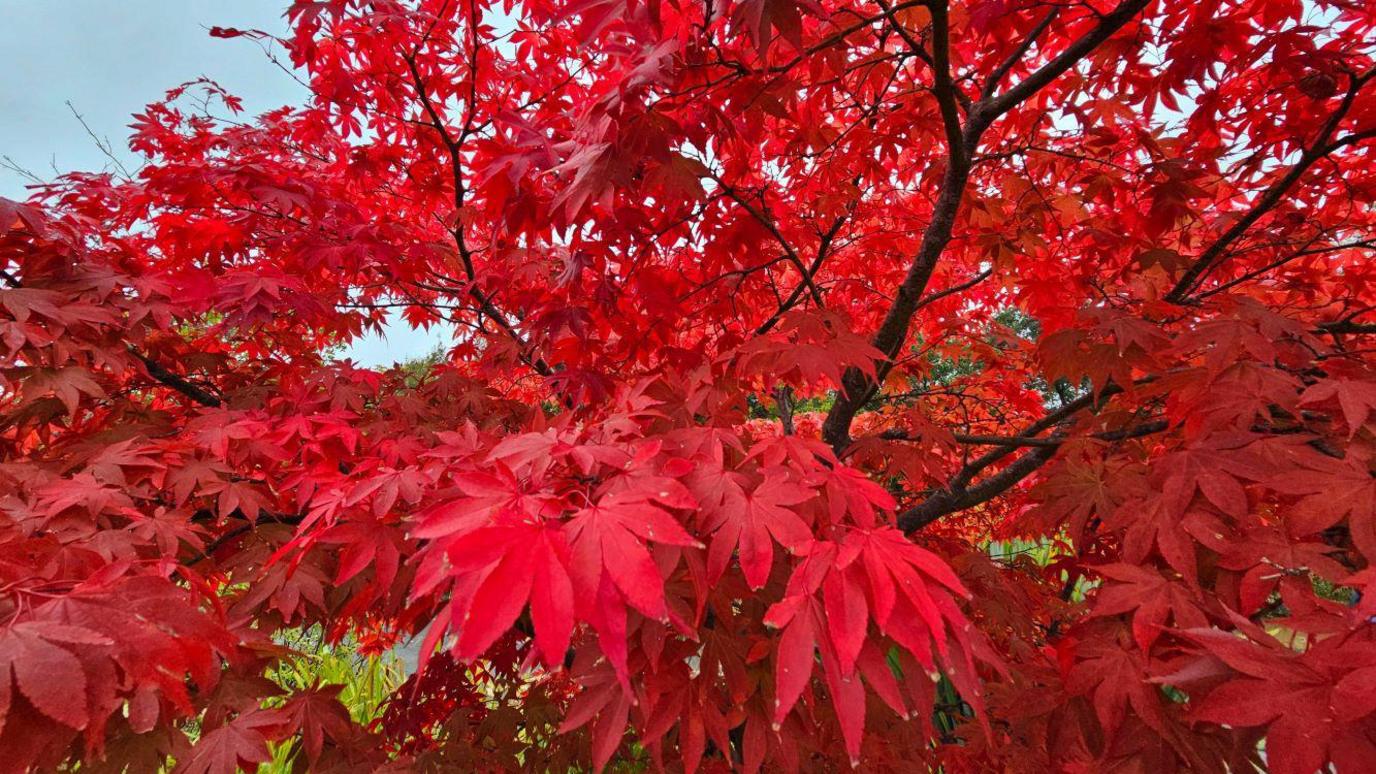 A close-up of vibrant red leaves on a tree.