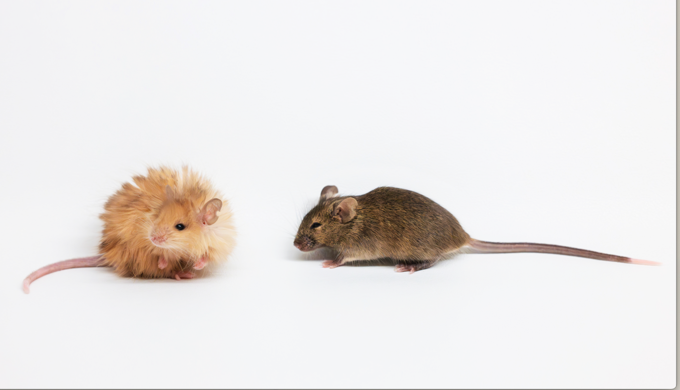 Woolly mouse with long bright orange hair alongside a normal mouse with short  dark brown fur