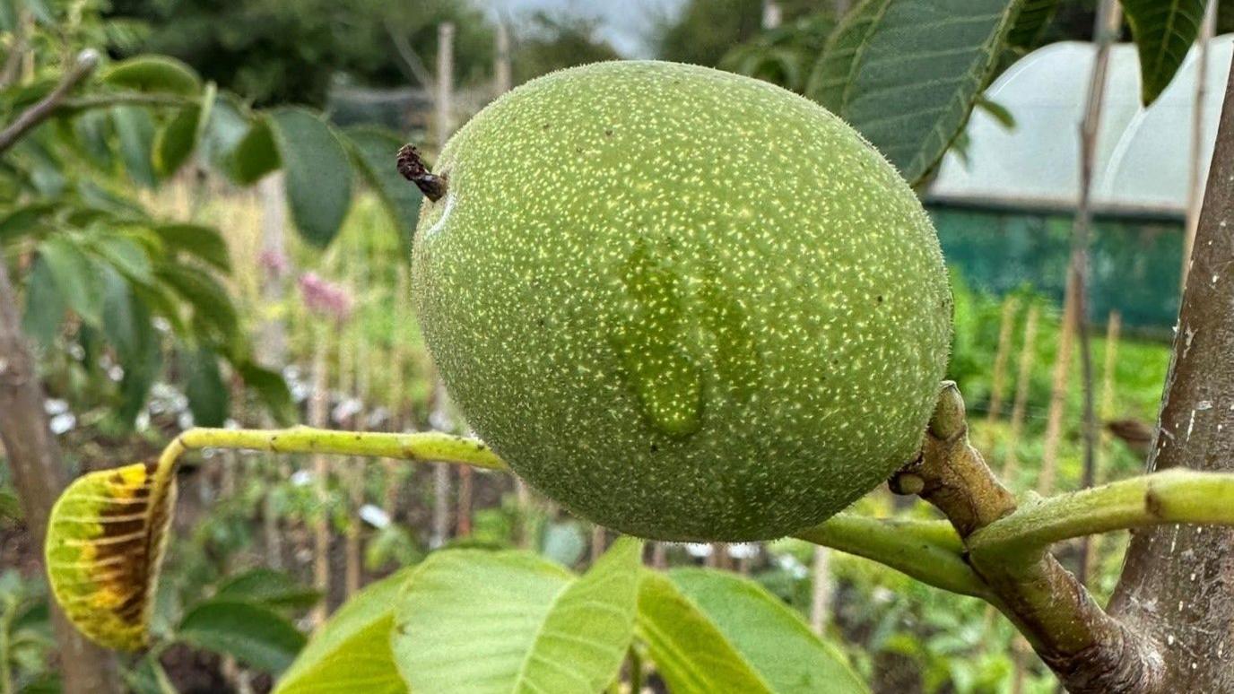 A walnut growing on a tree. It is green