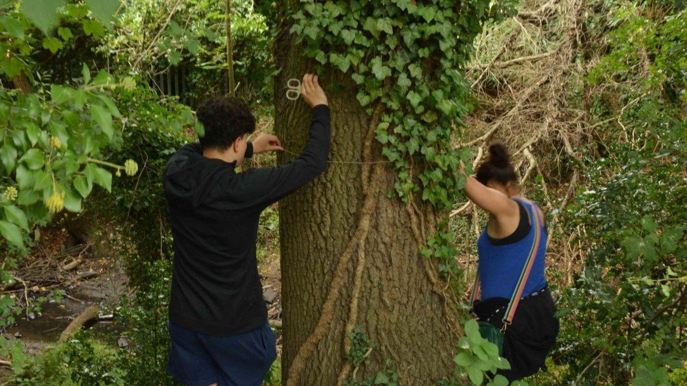 Two supporters of Friends of Slough Canal, a man and a woman, measure an old oak tree. They are facing away from the camera. The man is holding a pair of scissors while holding a piece of string that goes around the tree trunk.