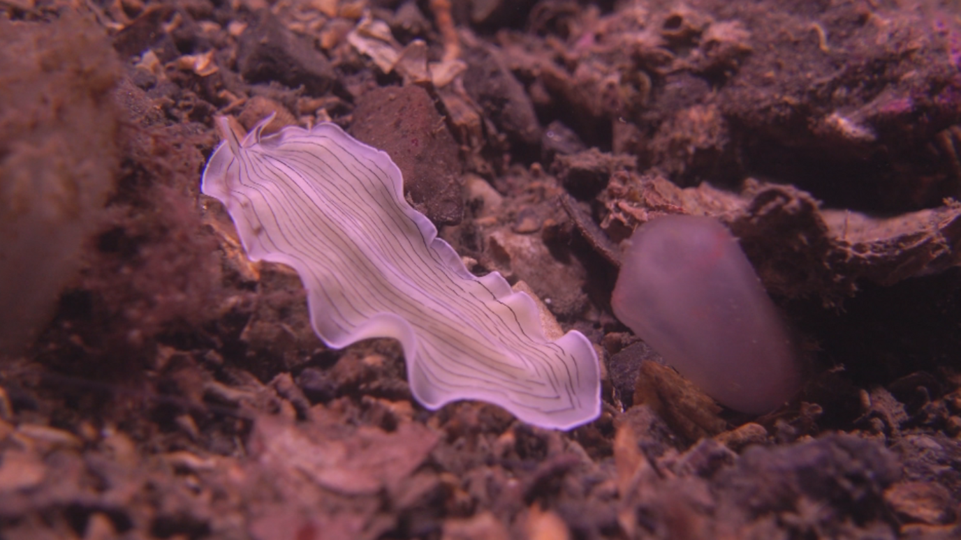 A long, pale purple sea creature, with darker lines forming concentric circles over its body, moves along the stones and gravel on the sea bed