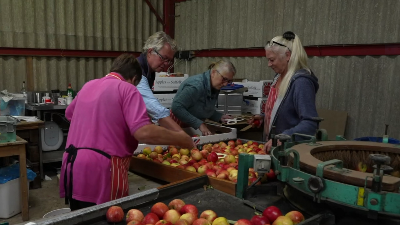 Three women and one man standing over a box of apples in a farm warehouse. They are picking the apples up. 