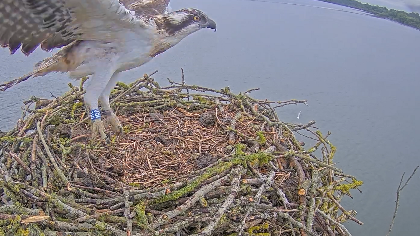 Osprey takes flight 