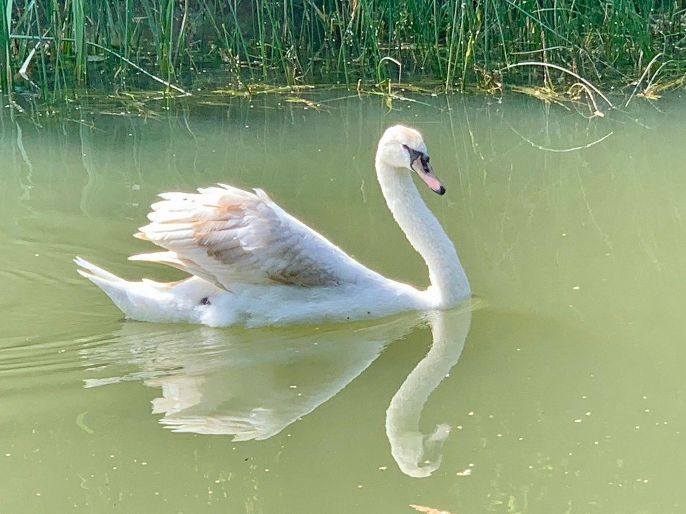 A swan moves across a green-coloured stretch of water. Its feathers are white with a hint of brown at the tip. In the background are the green fronds of the bank.