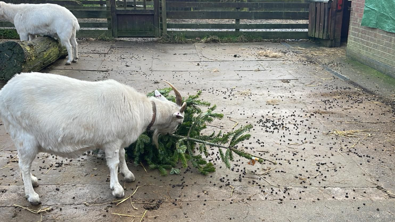 A white goat eating a Christmas tree