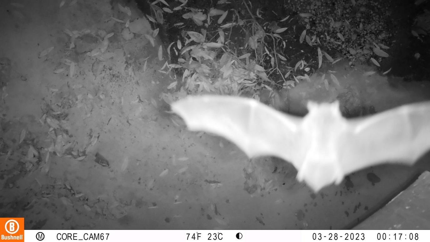 bat captured by camera trap. 