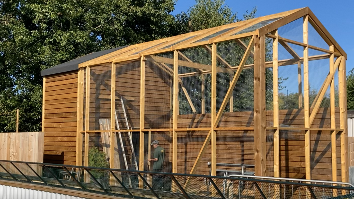 A picture of one of the red squirrel enclosures that is currently being built. It shows a large wooden structure with wire panels in place. A worker can be seen inside the enclosure helping with construction.