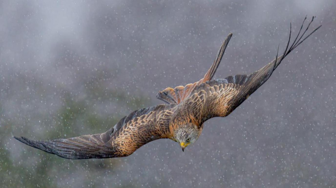 A large bird of prey with brown and red feathers and a yellow beak swoops down through rain.