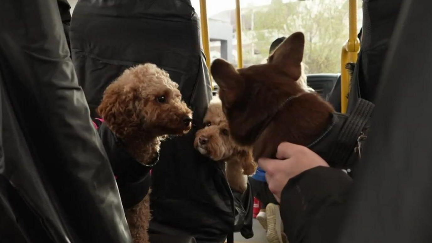 A curly-haired dog is peered at by a smaller pooch from an adjoining bus seat while someone holds another dog which is looking on the scene.

