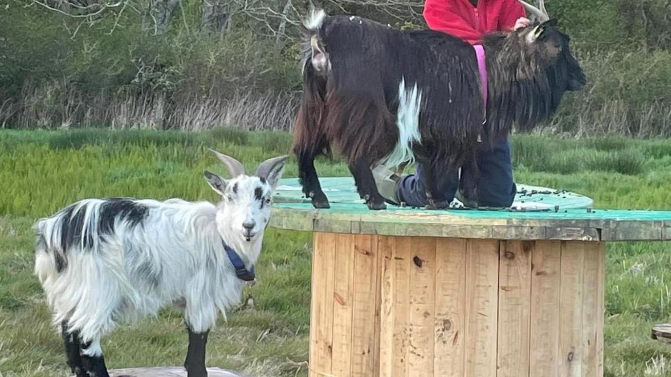 Two goats, one brown being cared for by a young person and below that is a white goat staring at the camera