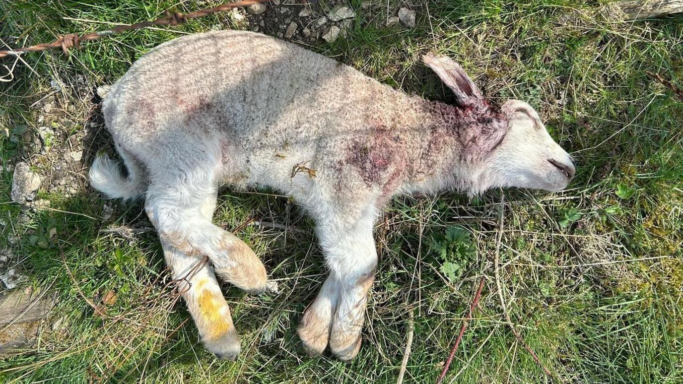 A young dead lamb laying on green grass. It is on its side with closed eyes and bite marks around its right ear. It has white fur and grazes to its neck, where it had been attacked. It's legs are stretched out.