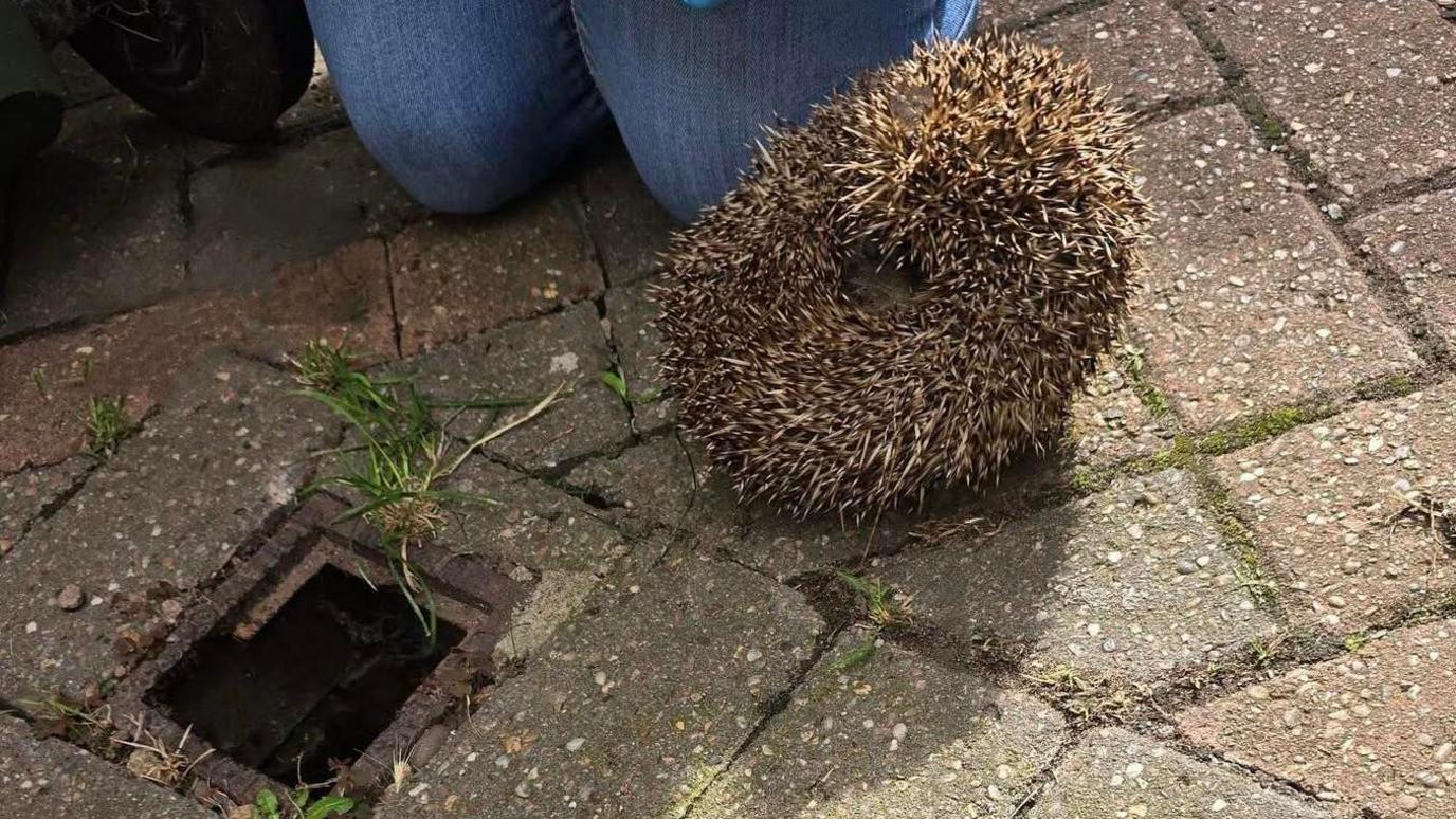 A hedgehog next to the drain it was rescued from and is sitting on pavement.