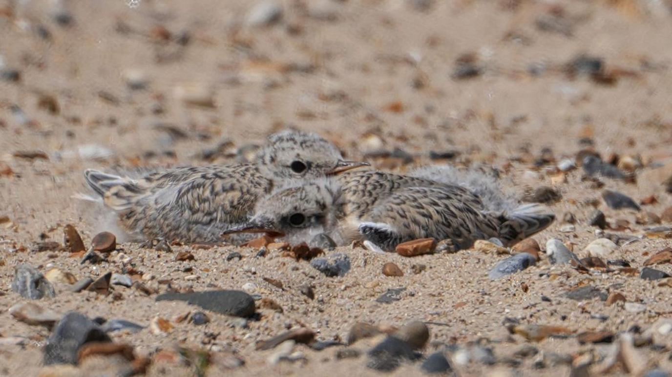 Two dark sand-coloured little tern chicks in a nest on a sandy and stoney beach.