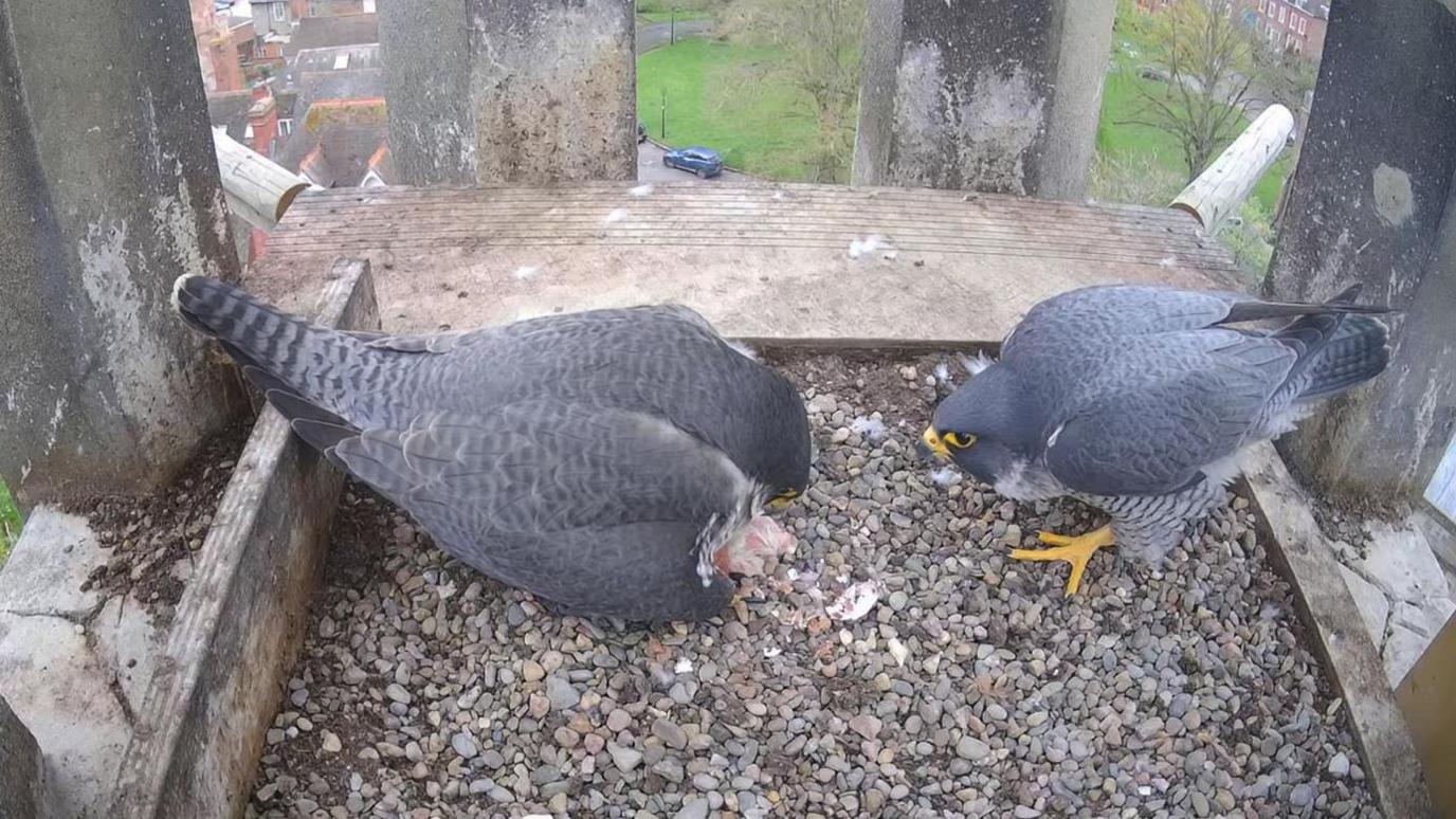 The two falcons with the first chick