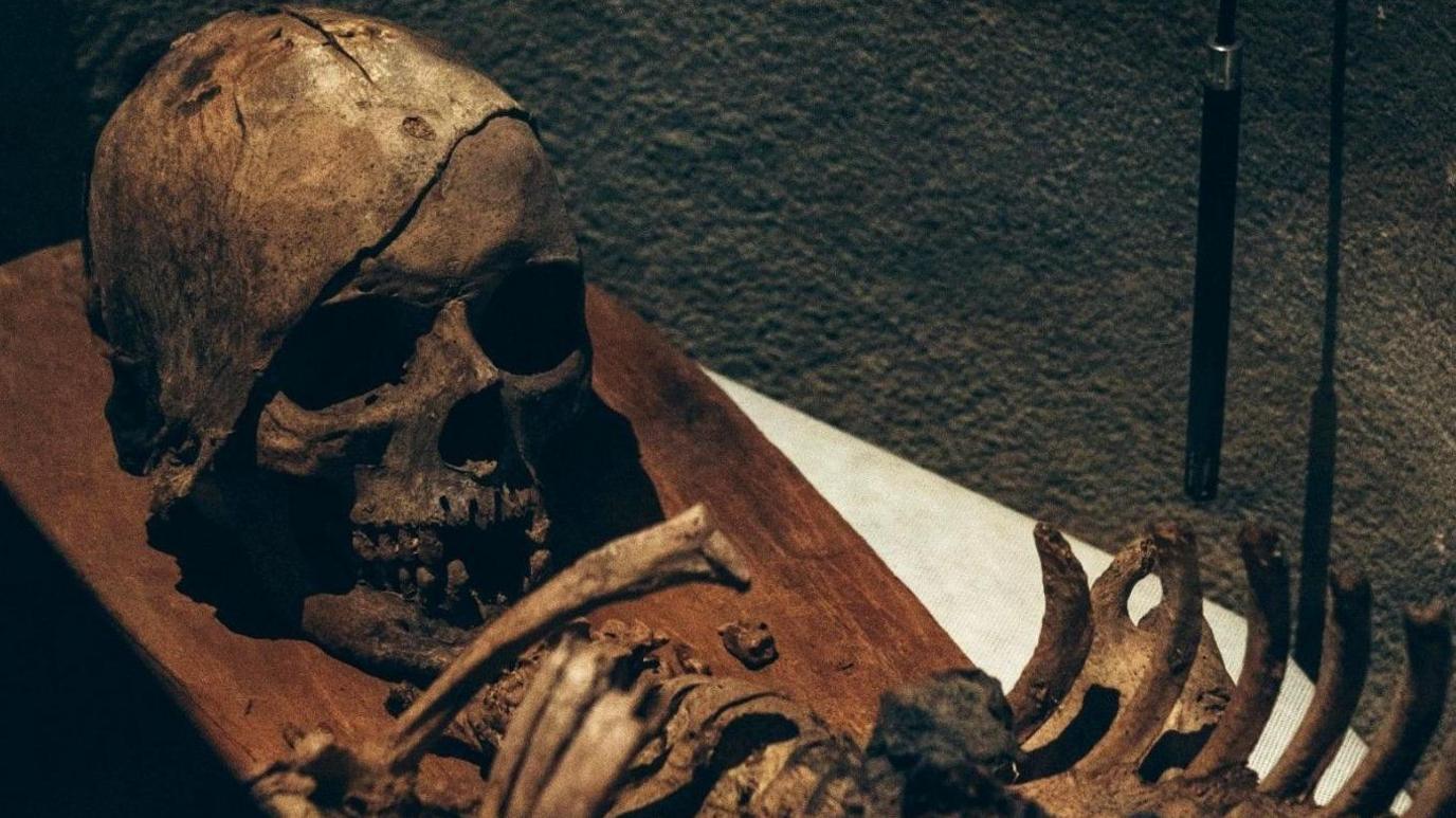 A virtually complete human skull sits on a wooden platform behind remains of ribs and the spine, all held in the Herefordshire museum archive 