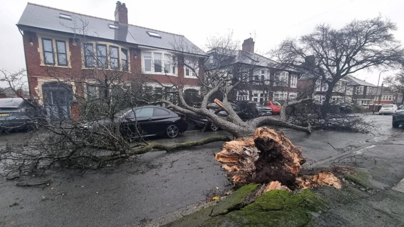 A mature tree on a residential street has been ripped out by the roots and fallen across the road onto cars parks in front of semi-detached homes. 