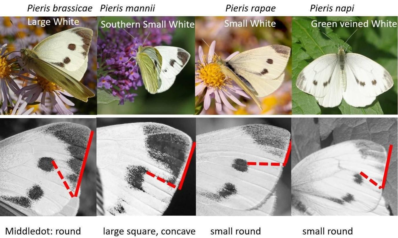 Diagram with photos showing the spot patterns of the Southern Small White compared to Britain's common white native butterflies. The differing angles of the spots in relation to each other are shown. 