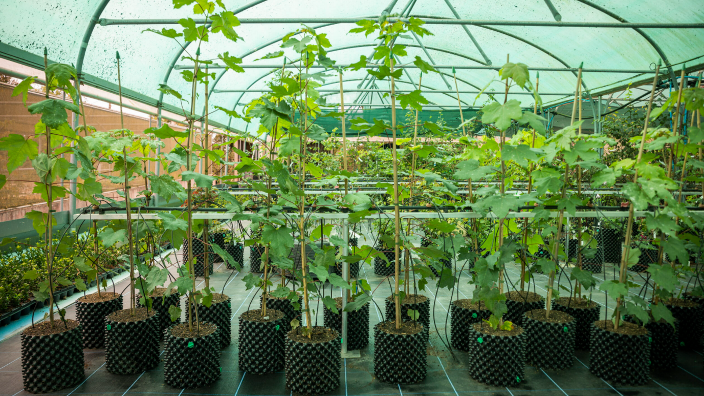 About 40 saplings are growing in pots in a large green house. In the foreground is a row of about 20 and more are just visible behind. It is a very large greenhouse with a Perspex roof.