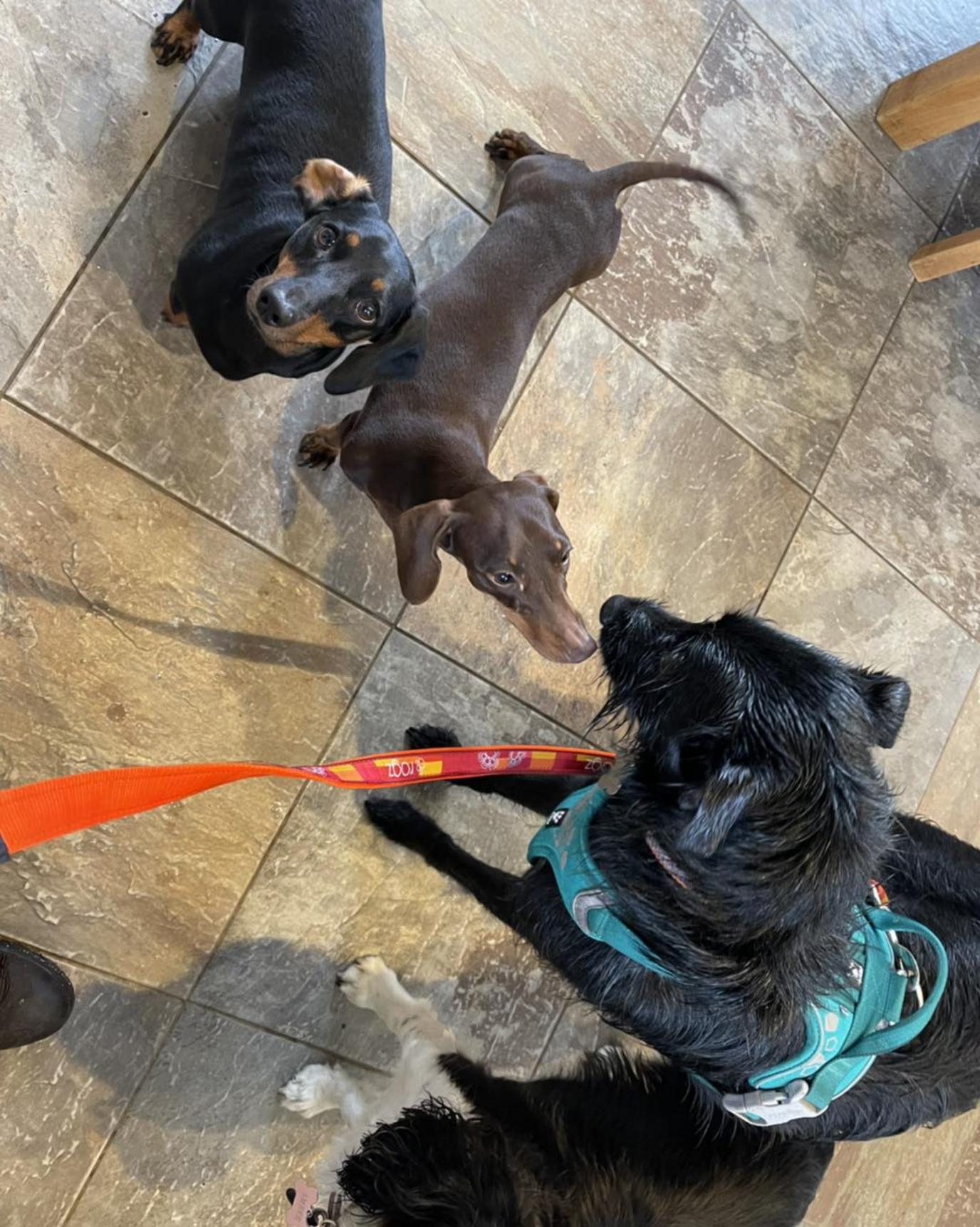 Markus pictured greeting other dogs at Lucie's Animal Rescue