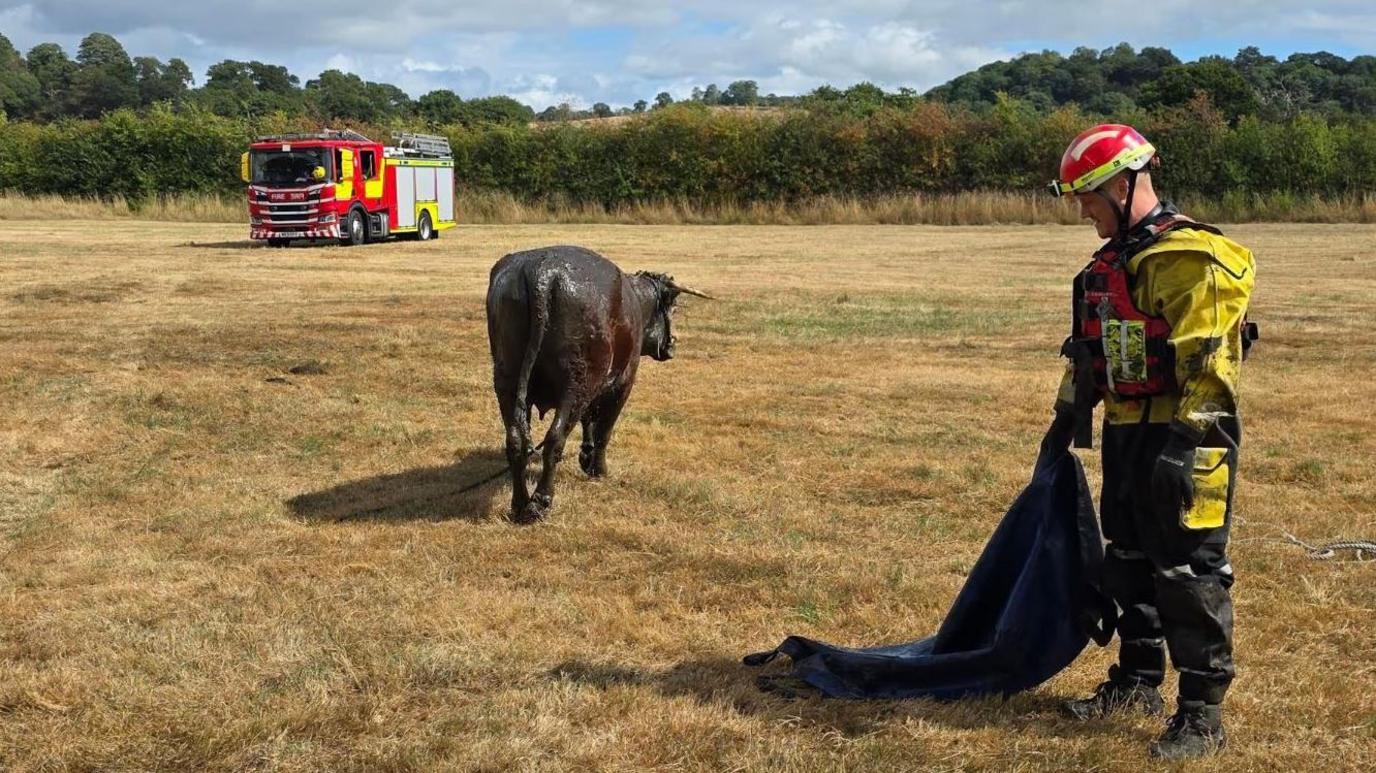 A fire fighter stands in a field as a cow walks away. A fire engine in the background parked next to a hedge.